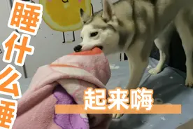 哈士奇大半夜不睡觉瞎折腾主人都快困死了视频封面