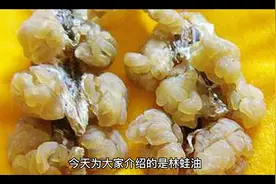 长白山名贵中药材—林蛙油视频封面