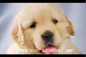 张阿姨的狗丢了，失而复得的小狗不仅回来了，还给张阿姨带来了…视频封面