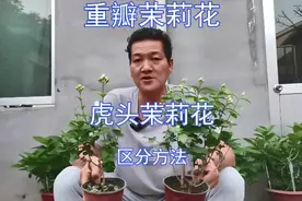 “重瓣茉莉”和“虎头茉莉”的正确“区分”方法视频封面
