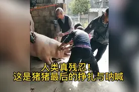 在农村杀猪，猪的惨叫声撕心裂肺，让人心痛不已视频封面