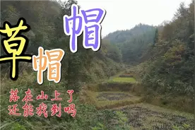 草帽帽落在山上了，一个星期以后，再回来找，还能找得到吗视频封面