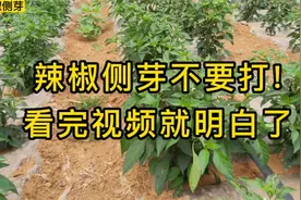 辣椒侧芽真不要打!学会这样管理，整棵树都是辣椒，一棵能摘半桶视频封面