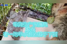 母狗生产之前，要是出现这个样子的情况，代表马上就要临盆生崽了