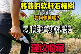 移栽的软籽石榴树，如何修剪呢？才能接出更好好的果子视频封面