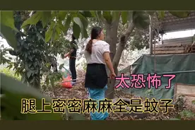 容儿穿短裙去摘荔枝，腿上密密麻麻全是蚊子，吓到拿外套裹住腿视频封面