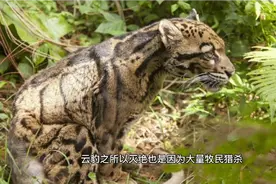 已灭绝40年的云豹突然现身，专家为此感到不安：霍金预言将成真视频封面