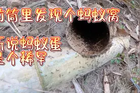 捅个蚂蚁窝，找点蚂蚁蛋，看看收获如何视频封面