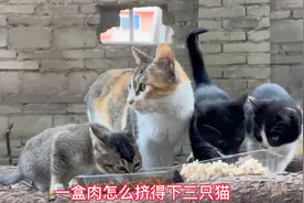 母猫到底有多爱小猫？不看不知道，可能有很多人类都自愧不如视频封面