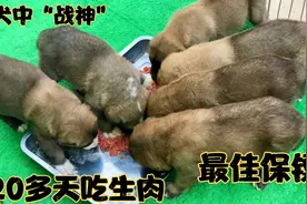 出生20天就开始吃生肉的猛犬！网友：成年以后吃烧烤能护你周全视频封面