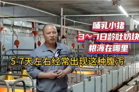 哺乳小猪3-7日龄开始呕吐腹泻？视频封面