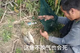 没想到鱼被困在鱼笼里时间太长，也会自吸