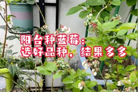 适合阳台种植的蓝莓品种，易管理结果多，现在种初夏就有蓝莓吃视频封面