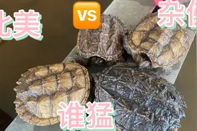 普通鳄鱼龟被抄火的原因竟然是你！千万不要区分北美杂佛鳄龟？