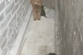 灰色的小狗，身上被咬了一块，咬毛把皮撕开的，用酒消毒，香灰视频封面