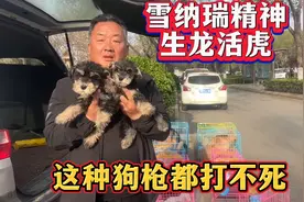 “白胡子”老头雪纳瑞， 精神生龙活虎，这狗号称“枪”都打不死