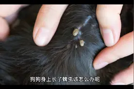 狗狗身上长了蜱虫该怎么办视频封面