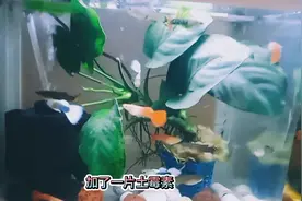 孔雀鱼的万能特效药——土霉素  温和不刺激，家中常备，有备无患视频封面