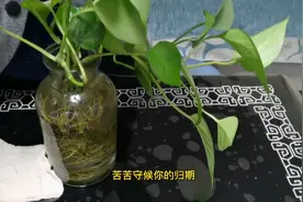 懒人养绿植，这样简单的水培，绿萝青翠欲滴，郁郁葱葱！视频封面