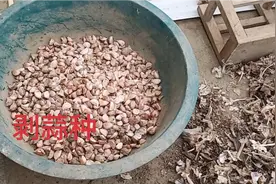 今天教大家一个，剥蒜种，又简单又快的方法