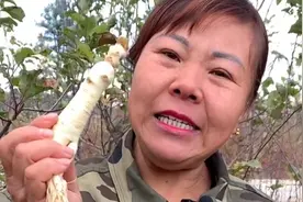 哇，人参也可以生吃的，佩服佩服！