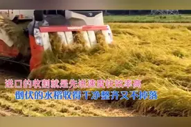 国外的收割机有多先进，为什么村民喜欢请呢？收得快又干净视频封面