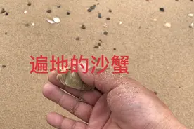 夜晚的海边你们发现遍地跑的小螃蟹就是它。裹上鸡蛋油炸特别香视频封面