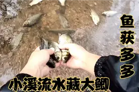 通往大河的小溪里，鱼群逆流而上，小伙徒手抓鱼，追鱼，太过瘾了视频封面