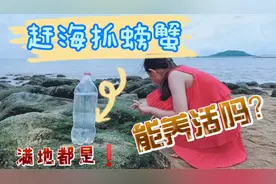 娃去海边抓了28只小螃蟹，拿回家怎么养？喂它们吃啥？能养活吗？视频封面