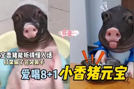 全网最聪明的小香猪，懂人话、爱喝酒、爱撒娇、与主人无障碍沟通视频封面