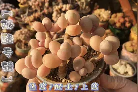 【奶酪专辑】把多肉奶酪养成圆滚滚，选盆、配土、上盆都很重要