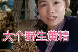 今天下乡收跟农户购到200多斤野生黄精，大个黄精16到18元一斤