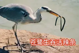 白鹭秒吃白鼠，苍鹭活吞水蛇视频封面