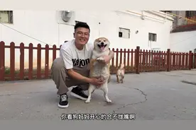 怀孕45天的柴犬，肚子大的隔着肚皮都能摸到胎动，猜猜能生几只？