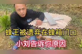 为什么蜂王会被遗弃到蜂箱门口？小刘告诉你原因视频封面