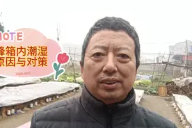 蜜蜂春繁箱内潮湿的原因，以及引起的后果，分享正确处理方法！视频封面