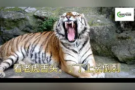 老虎的舌头和丁丁上为什么长倒刺