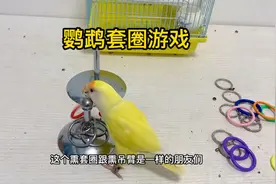 牡丹鹦鹉套圈表演了，请您观看指导🙏视频封面