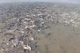 几十万条鱼一起浮出水面，太壮观视频封面