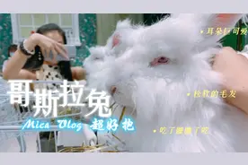 安哥拉巨兔🐰超好抱！软软呼呼一动不动视频封面