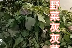陕西关中地区春季野菜，灰灰菜！视频封面