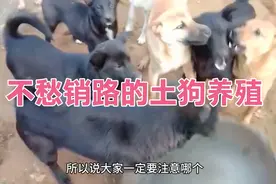不愁销路的土狗养殖！现在前景不错！22一斤！重要是大家用心养好视频封面