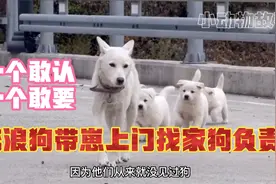 流浪狗带一窝狗崽上门找家狗负责，女主人:行，不过孩子要去做DNA视频封面