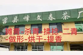 日照夏庄茶厂：看如何做出茶香四溢的日照绿茶视频封面