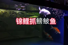 大家来看看锦鲤鱼能不能抓到鳑鲏鱼？锦鲤观赏鱼跟原生鳑鲏鱼混养
