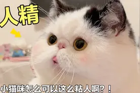 猫咪太粘人怎么办？主人到哪它就跟哪，连吃睡也要在一起视频封面