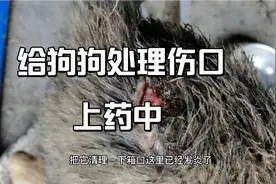 狗狗打架，被咬伤，该如何处正确处理了？