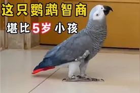 全网最聪明的鹦鹉，能听懂主人的话，还能思考用什么词汇表达