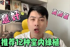 12种高颜值、寓意好、还好养的室内绿植，懒人必备省心省力还不贵视频封面