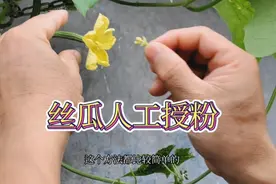 三妹楼顶菜园：丝瓜用人工授粉方法，年年坐瓜率高挂满棚，很实用视频封面